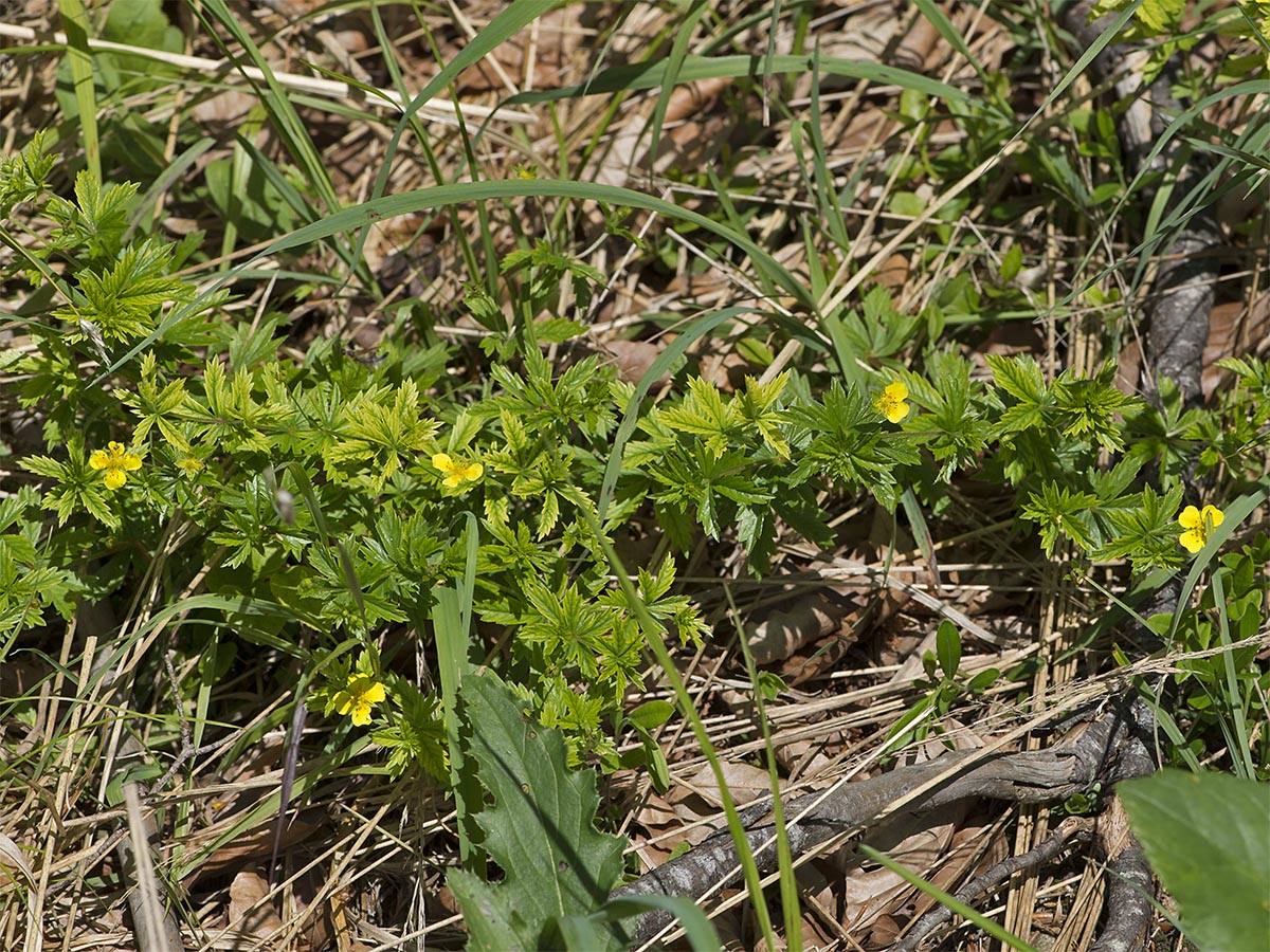 Potentilla erecta